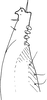 Subgenital plate, ventral view on Bolanusoides pahlawan Dworakowska, 1993: Subgenital plate. (Observation).