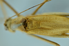 CollectionObject 1532416; 866c5a57-c9a2-454c-b2cc-5404c2515acf: male stridulatory area, dorsal view (syntype). (CollectionObject).
