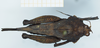 CollectionObject 1585503; 88641ec1-cc86-4e68-885c-bf21b848c393: female, dorsal view. (CollectionObject).