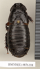 Ancaudellia kheili (Bolívar, 1898): Copyright Natural History Museum, London. Non-type (adult female) in BM(NH). Dorsal view. (Otu).