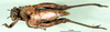 CollectionObject 1500956; b090027b-9047-4b69-8403-78923da7bf79: female, ventral view (holotype). (CollectionObject).