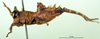 CollectionObject 1502502; 9eb9518c-f002-447a-a4e2-40751e5c8b18: male, lateral view (paratype). (CollectionObject).