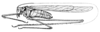 Pg. 107, Fig. 60 (after type). male, lateral view. Depicts Arethaea arachnopyga Rehn & Hebard, 1914, an Otu.