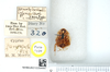CollectionObject 1575827; ee4edc82-db13-45b5-be80-d579446c0385: Photo Rob de Vos, © Natural History Museum, London. Hemelytroblatta cypria Chopard, 1929. Paratype male, ventral view. (CollectionObject).