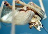 CollectionObject 1572390; b3fdd5c0-f3dd-46ce-a754-c4845686ae57: male cerci. (CollectionObject).