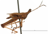 CollectionObject 1581741; 8474a309-4107-4ab4-a806-969b0c2e7d50: male, lateral view (holotype). (CollectionObject).
