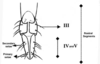 Subgenital plate.: Rostrum (URS). (Observation).