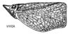 Habitus, lateral view: (Observation).