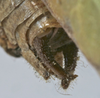 CollectionObject 1541600; b912425d-c77e-45a8-9ab5-38ab55e5656f, MNHN-EO-ENSIF1612: male cerci (paratype of permaculata). (CollectionObject).
