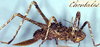 CollectionObject 1517005; 87e174cc-93c3-475d-93bf-1ec9f4d95eec: female nymph (holotype). (CollectionObject).