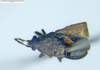 CollectionObject 1600170; 4821848e-cd22-4407-b365-14e44d2ec493: Pachymerus plebeius SINTYPE male (Museo Regionale di Scienze Naturali di Torino) - (CC BY-NC 3.0) - Photo by Fulvio Giachino. (CollectionObject).