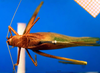 CollectionObject 1500558; 438158fe-bd38-4bad-a3d7-10fe6d7600dd, DORSA BTgonimmHTF: female, dorsal view (holotype). (CollectionObject).