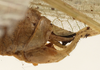 CollectionObject 1582517; f064c021-1f0f-44b7-94a8-324f60312a4a: male cerci (syntype of Microprion ceylonicus). (CollectionObject).