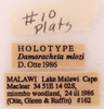 CollectionObject 1522826; aefcff60-a245-465f-9b2c-ae4b286198fa: Male, labels (holotype). (CollectionObject).