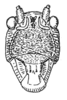 Fig. 99. female face. Depicts Nesonotus superbus (Redtenbacher, 1892), an Otu.