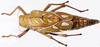 Pneumora inanis (Fabricius, 1775): female, dorsal view. (Otu).