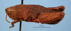 CollectionObject 1513253; 808a259e-0af2-4121-ac15-4b6ecc27bfef, MLP4241: male, lateral view (paratype). (CollectionObject).