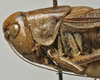 CollectionObject 1535155; b90b6a18-5563-4981-a9ce-c00e575682b5: male pronotum, lateral view (syntype). (CollectionObject).