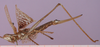 Zaprochilus australis (Brullé, 1835): female, lateral view. (Otu).
