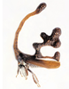 Habitus, lateral view on Cladonota (Lecythifera) crucifixa Gálvez & Flynn, 2021: (Observation).