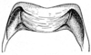 Ceuthophilus (Ceuthophilus) gertschi Hubbell, 1936: Fig. 16. male pseudosternite, dorsal view. (Otu).