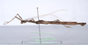CollectionObject 1590097; af7e167e-363e-429a-845b-30938c26dd53: copyright MNHN, Paris. male, lateral view (holotype). (CollectionObject).