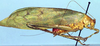 Arantia (Goetia) galbana (Karsch, 1892): male (Cameroon, Bitye). (Otu).