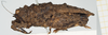 CollectionObject 1517923; 74e2d353-8f8a-4713-b836-fbc932f5ecd3, NHMUK010924489: female, lateral view (holotype). (CollectionObject).