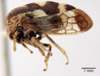 Habitus, lateral view on Cyrtolobus pallidifrontis (Emmons, 1855): (Observation).