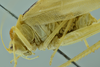 CollectionObject 1532129; NMW No. 4802, c0b54137-8d15-408e-9e0d-fda65fdfb4e3: male, close-up of body, lateral view (holotype). (CollectionObject).