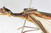 CollectionObject 1560947; NMW 155, 9755451c-0149-4e90-bc05-faf318fdcad6: copyright NMW, Vienna. male: head & thorax, lateral view (holotype). (CollectionObject).