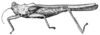 Devrieseium concinnum (Bolívar, 1887): Fig. 159. female, lateral view (pronotum length 12-14 mm). (Otu).