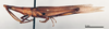 CollectionObject 1535523; d68a2e41-33b8-4e63-af32-b26abfffa21c: male, lateral view (holotype of Atractomorpha philippina). (CollectionObject).