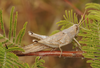Schistocerca nitens nitens (Thunberg, 1815): female. (Otu).