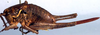 female, lateral view (paratype). Depicts Idiostatus gurneyi Rentz, 1973, an Otu.