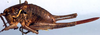 Idiostatus gurneyi Rentz, 1973: female, lateral view (paratype). (Otu).