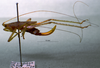 CollectionObject 1503265; MBBJ 3224916, 5f72b8f0-1929-41a9-81f4-436e86a1a5b3: female habitus lateral view. (CollectionObject).