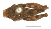 CollectionObject 1521831; 20042116-7489-4a06-a25c-2fbe6facdcac: female, dorsal view (holotype). (CollectionObject).