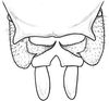 Bucrates capitatus (De Geer, 1773): male cerci. (Otu).