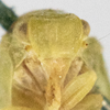 Head on Anormenis tortricina (Germar, 1821): (Observation).