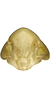 Head: !! display not done !! on Bonamus lineatus Oman, 1938: face. (Observation).