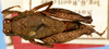 CollectionObject 1574682; dab02623-c1b8-4acc-86b9-963106ed9ae5: female, dorsal view (syntype). (CollectionObject).