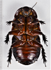 CollectionObject 1618725; 5855cada-d664-4078-bb3a-93b4b6b62cb4: (CollectionObject).