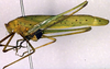 CollectionObject 1500690; 75fbbb75-1293-4d0b-bf6e-6d2ad137e6da, DORSA BTducadsHTM: male, lateral view (holotype of Ducetia adspersa). (CollectionObject).
