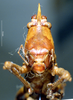CollectionObject 1541568; 9b777490-256d-4127-b2aa-eb0e82e8fe81, MNHN3225816: male, frontal view. (CollectionObject).