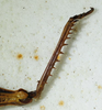 CollectionObject 1498690; cc0ce4fd-6af0-4c7a-81dd-dedcb6b5cbce: hind tibia, internal view. (CollectionObject).