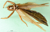 CollectionObject 1500153; dd206c98-bcef-4cf6-a4a8-2c800c374907: female, dorsal view (holotype). (CollectionObject).