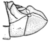 Conometopus cristaticollis Blanchard, 1851: Fig. 23. male abdomen tip, lateral view. (Otu).
