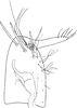 Subgenital plate, ventral view on Asialebra aureovirescens (Dworakowska, 1968): Subgenital plate. (Observation).