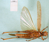 CollectionObject 1501224; 80096f1b-5823-4512-9e87-df236d6725e7: male, ventral view (lectotype). (CollectionObject).